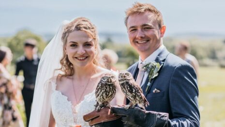 FAB Falconry